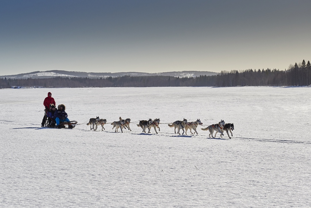 Dogsledding at Arctic Retreat